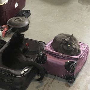 Meet your Posher, Brilee